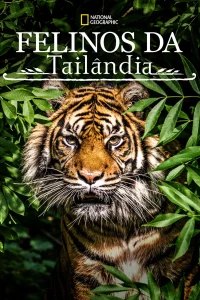 Thailands Wild Cats (2021)