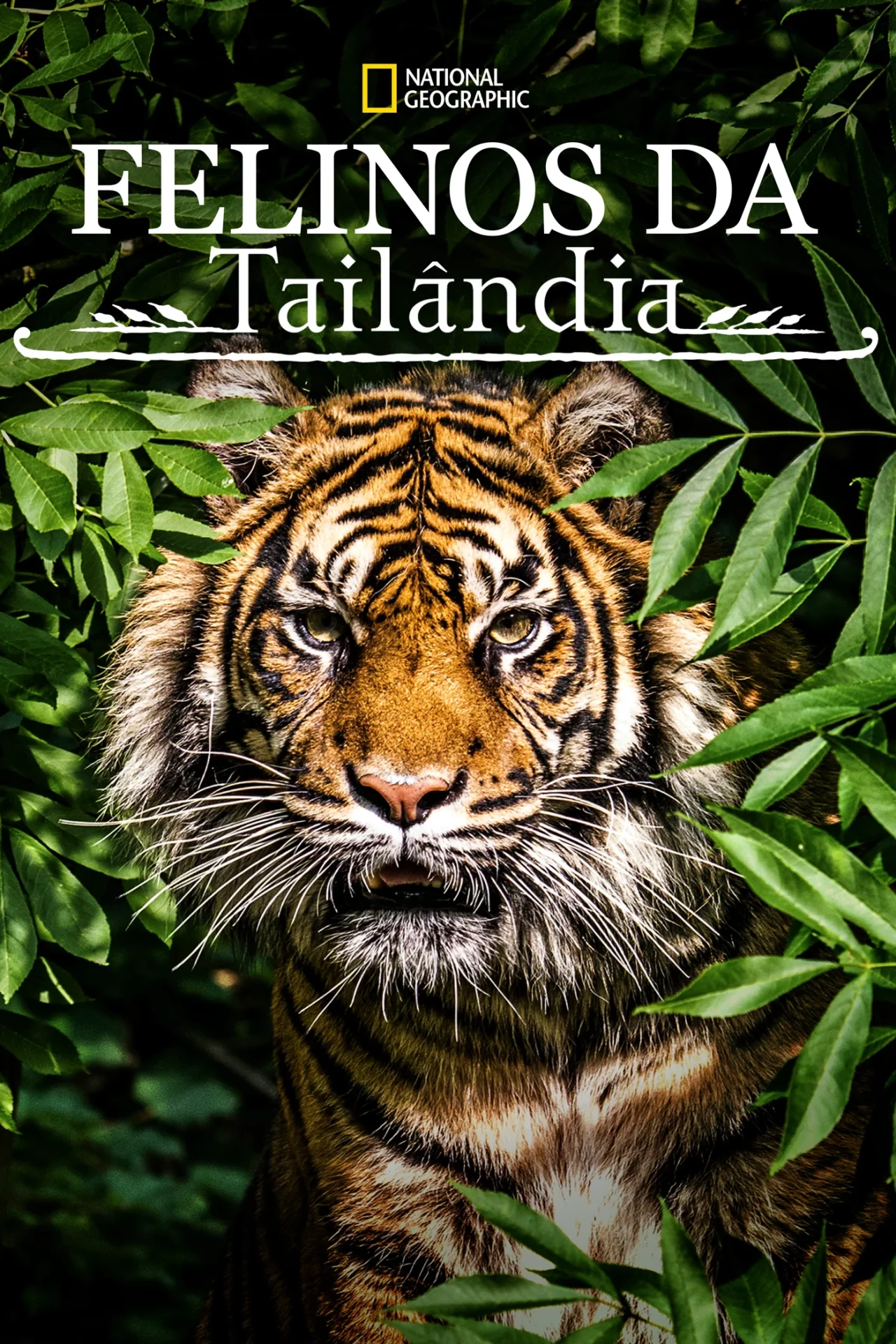 Thailands Wild Cats (2021)